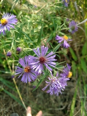 Symphyotrichum novae-angliae