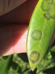 Venturia oleaginea