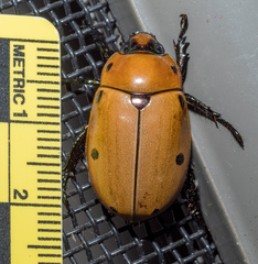 Pelidnota punctata