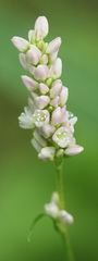 Persicaria