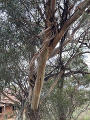 Eucalyptus virella