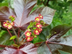 Jatropha gossypiifolia