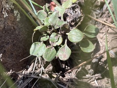 Eriogonum umbellatum