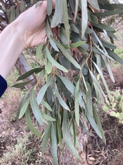 Eucalyptus virella