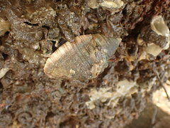 Dicathais orbita