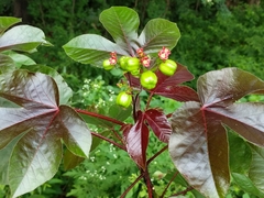 Jatropha gossypiifolia