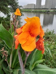 Canna × generalis