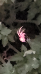 Araneidae