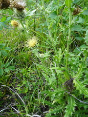 Cirsium parryi