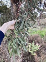 Eucalyptus virella