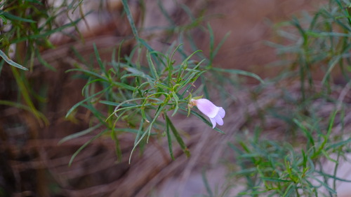 Image of Eremophila clarkei by (c) Peter Crowcroft, some rights reserved (CC BY)
