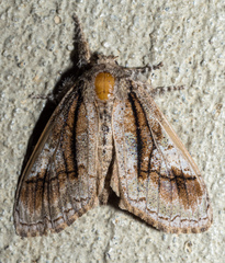 Dasychira obliquata