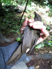 Turdus olivaceofuscus
