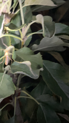 Nephrotoma ferruginea