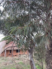 Eucalyptus virella