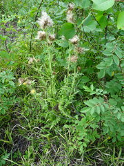 Cirsium parryi