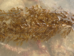 Sargassum sinclairii