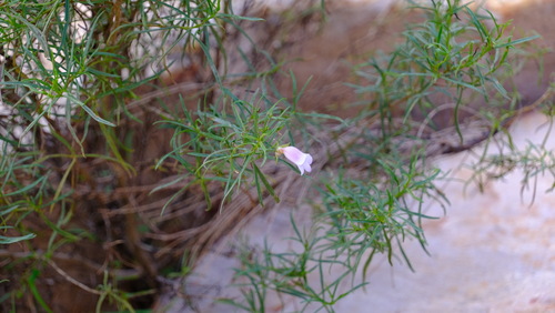 Image of Turpentine Bush (Eremophila clarkei) by (c) Peter Crowcroft, some rights reserved (CC BY)