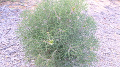 Isopogon