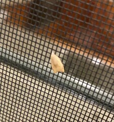 Coelostathma discopunctana