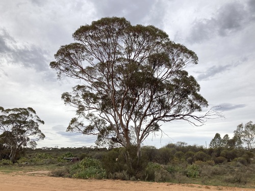 Ribbon-barked Mallet (Eucalyptus vittata)