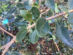 Feijoa sellowiana
