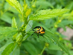 Chrysocoris stollii