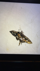 Desmia funeralis