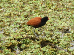 Jacana jacana