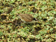 Jacana jacana