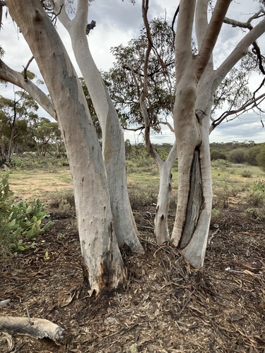 Image of Eucalyptus vittata by (c) Thomas Mesaglio, some rights reserved (CC BY)
