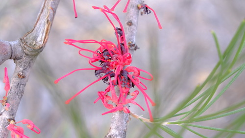 Image of Hakea orthorrhyncha by (c) Peter Crowcroft, some rights reserved (CC BY)