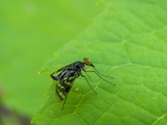 Athericidae