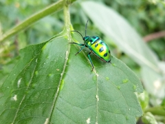 Chrysocoris stollii