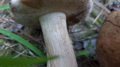 Tylopilus
