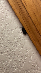 Alobates pensylvanicus