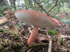 Russula rhodocephala