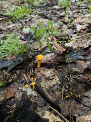 Craterellus ignicolor