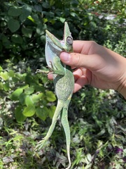 Anolis equestris