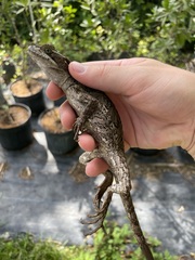 Basiliscus vittatus