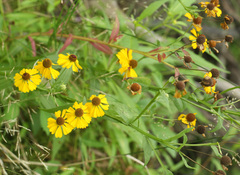 Helenium flexuosum