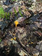 Craterellus ignicolor
