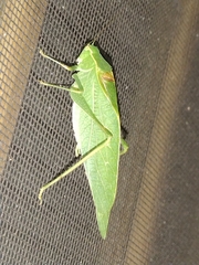 Microcentrum retinerve