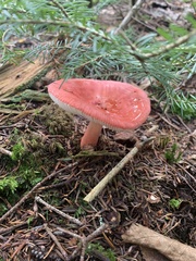 Russula rhodocephala