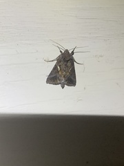 Autographa precationis