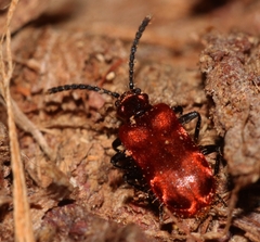 Lemodes coccinea