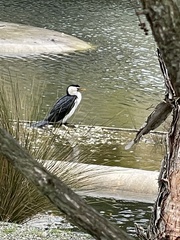 Microcarbo melanoleucos