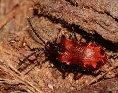 Lemodes coccinea