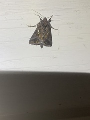 Autographa precationis