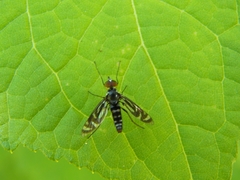 Athericidae